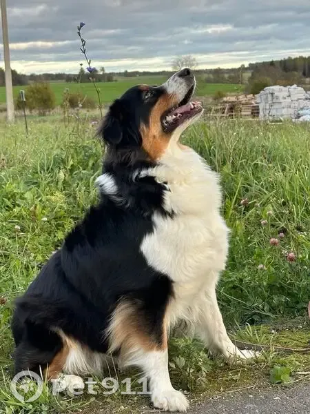 Пропала собака, улица Михаила Сперанского, Тюмень - photo