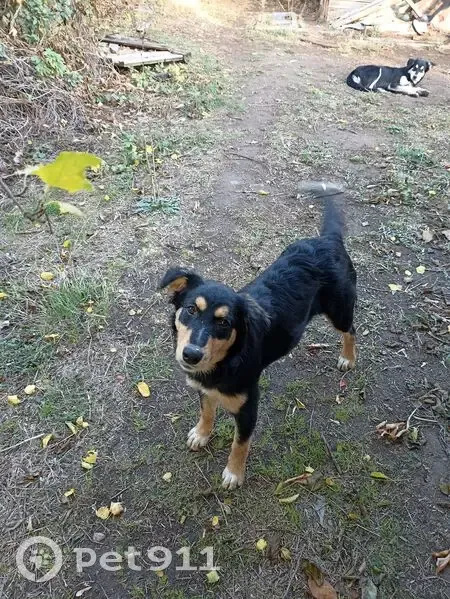 Пропала собака, Чистоозёрный, Ростовская область - контактная и умная девочка - photo