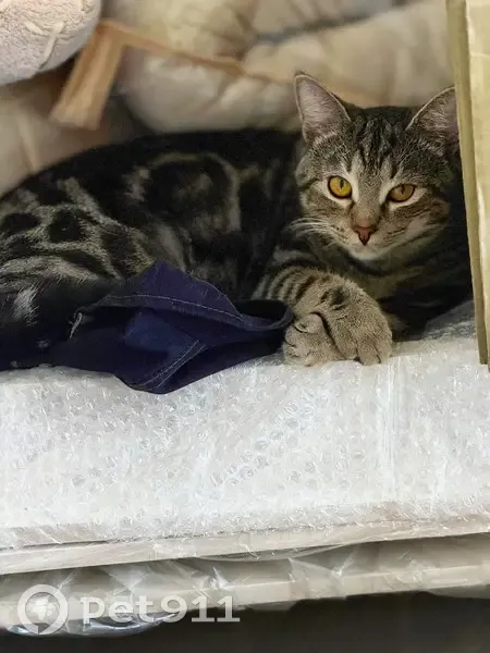 Пропал кот, Михайловск, Ставропольский край - серо-чёрный, очень ласковый - photo