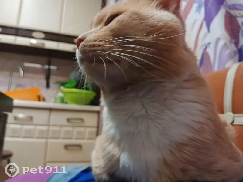 Пропал кот, улица Пархоменко, 7/111, городской округ Ишим - рыжий в белую полоску - photo