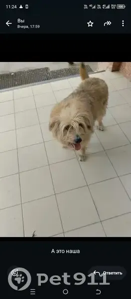 Пропала собака, проспект Ленина, Ростов-на-Дону - photo