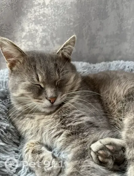 Пропал кот, Лиски, Воронежская область - хвост в полоску - photo