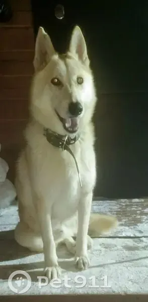 Пропал собака, мужской, 8-й Степной переулок, 3, Тюмень - photo