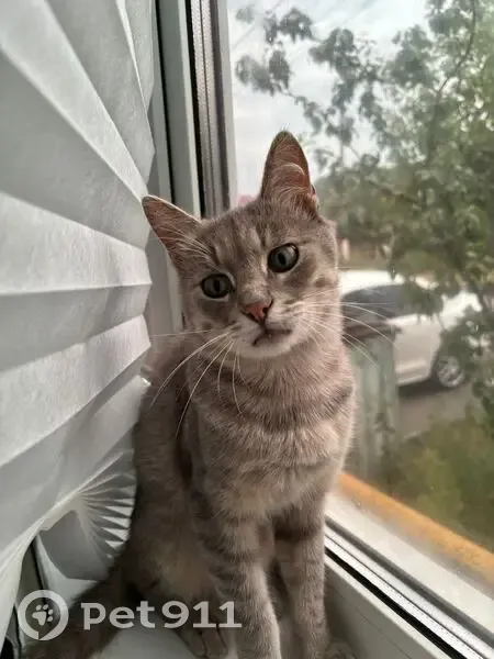 Пропал кот, Коллективная улица, 19, Лиски - травмирована задняя лапа - photo