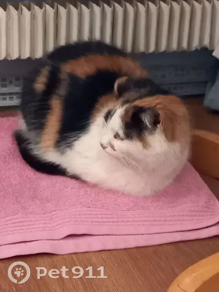 Пропала кошка, Большая Переславская улица, 15, Москва - трёхцветная, напуганная - photo