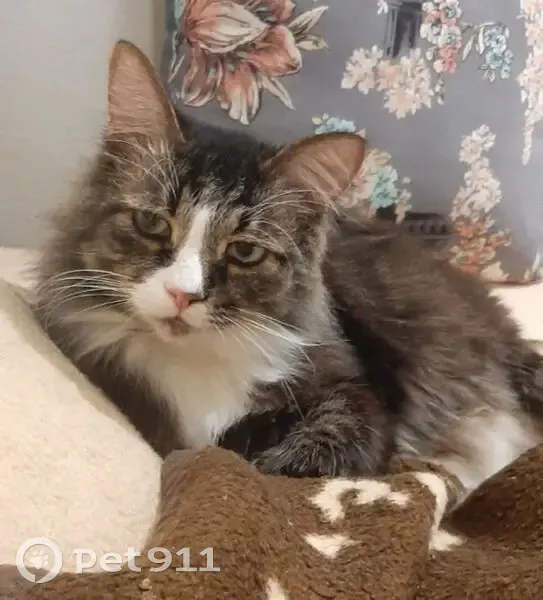 Пропал кот, Автозаводская улица, 77, Ярославль - тёмно-коричневая спина с подпалинами - photo