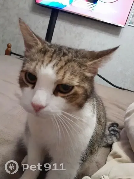 Пропал кот, Караваевская улица, 33 к1, Санкт-Петербург - большие клыки - photo