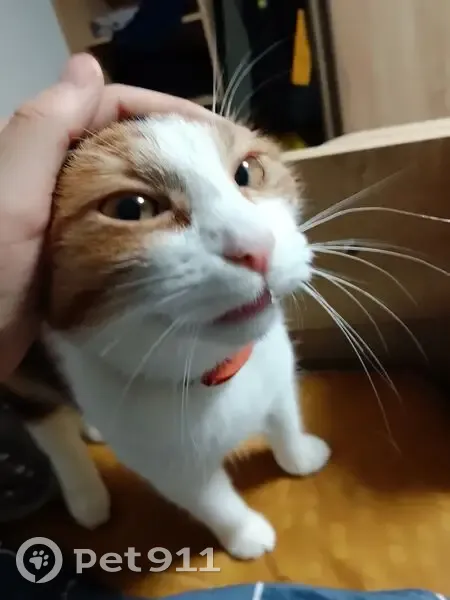 Пропала кошка, женский пол, улица Ленина, 9, Советск - бело-рыжо-чёрная с ошейником - photo