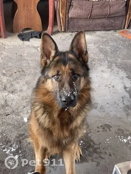 Пропал собака, Засосна, Белгородская область - черно рыжий окрас, очень добрый - photo