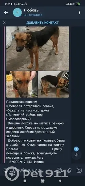 Пропала собака, Южноуральск - photo