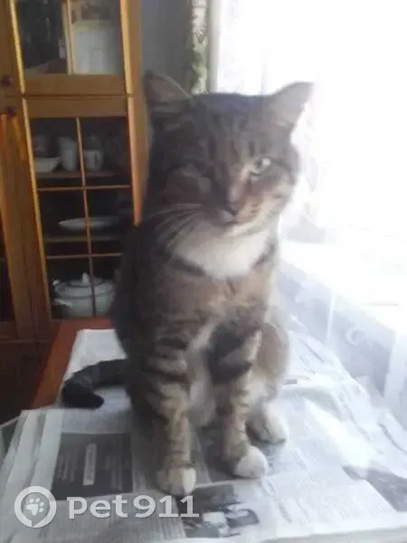 Пропал кот, 10, Ангарск - серый в полоску с белой грудью - photo