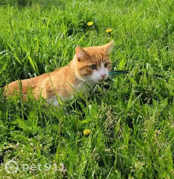 Пропал кот, Назарово, Красноярский край - Рыжик Кузя сбежал - photo