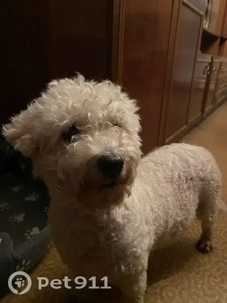 Пропала собака, Дубнинская улица, Москва - белый пудель/мальтезе - photo