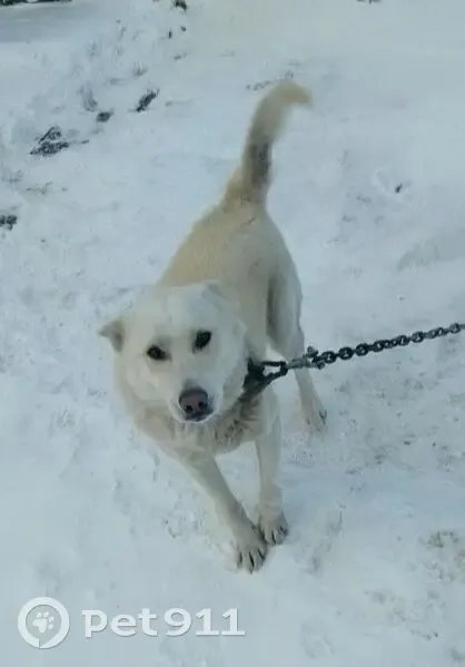 Пропал собака, мужской, Первомайская улица, Мошково - белый окрас, стоячие уши - photo