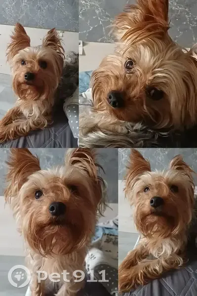 Пропал собака, Барклаевская улица, 40, Индустриальный - была надета голубая кофточка - photo