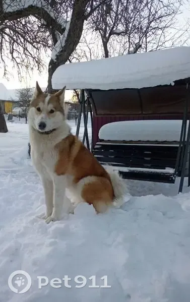 Пропала собака, Ярцево - рыжая спина, белая грудка, белые чулки - photo