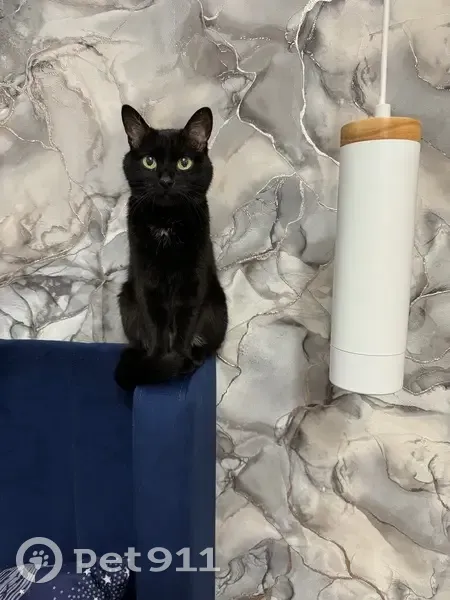 Пропала кошка, Иркутск, Иркутская область - чёрная, 15 лет, глухая - photo