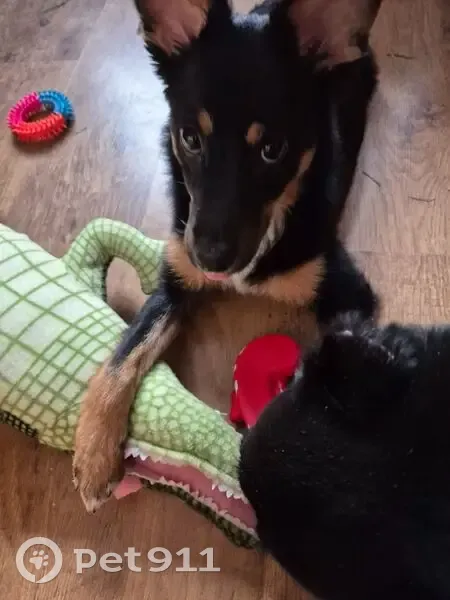 Пропала собака, улица Братьев Кашириных, 134А, Челябинск - щенок-подросток - photo