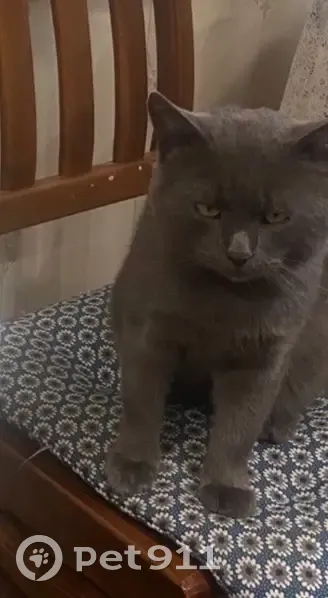 Пропал кот, улица Маяковского, Алексеевка - большая болячка около уха - photo