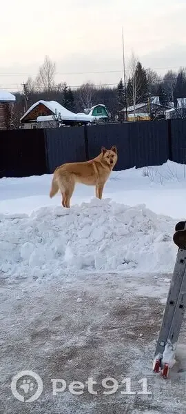 Пропала собака, Уфа, Башкирия - рыжая масть, левое ухо порвано - photo