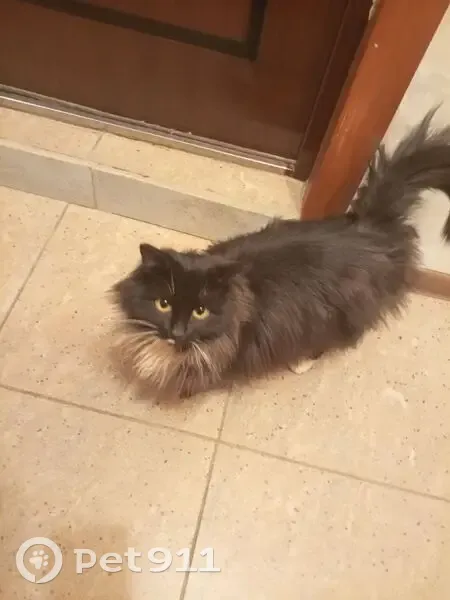 Найдена кошка, Ладожская улица, 135, городской округ Пенза - пушистый, чёрный с белым галстуком - photo