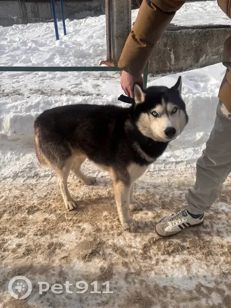 Найден собака, мужской, Октябрьская улица, 11, Белгород - породы хаски - photo