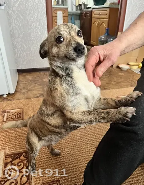 Пропал собака, улица Дзержинского, 92, Котово - photo