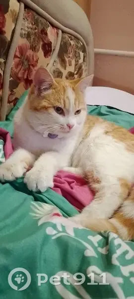 Пропал кот, Школьная улица, район Щербинка, Подольск - рыжий с белым - photo