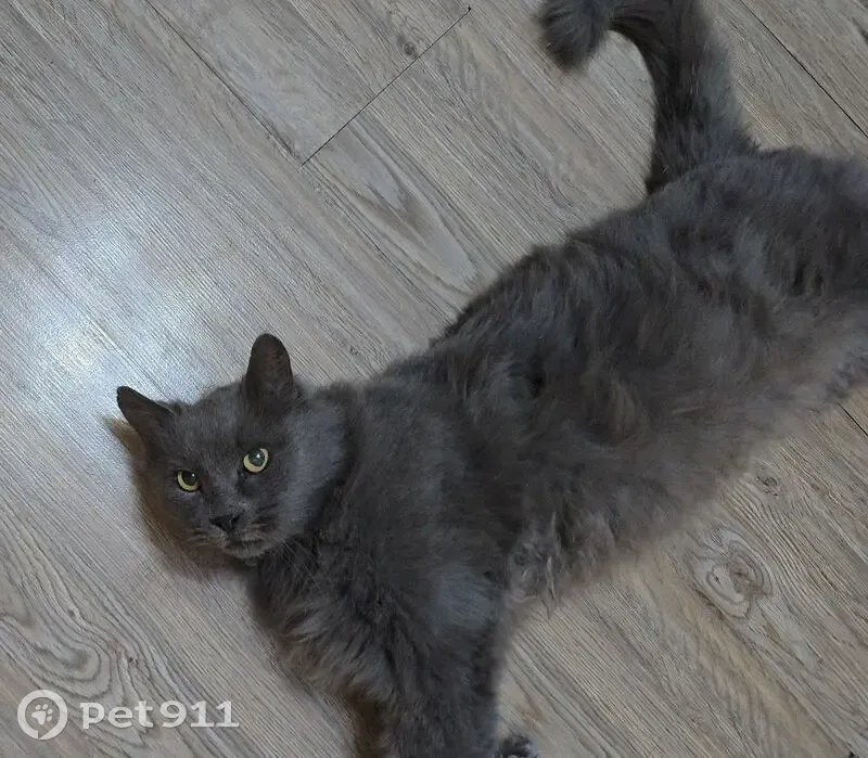 Пропала кошка, улица Баранова, 44, Котельниково - зелёный ошейник - photo