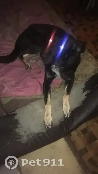 Пропала собака, женский пол, улица Карла Маркса, 56А, Электросталь - photo