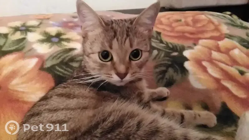 Пропала кошка, улица Советской Армии, 17, Рязань - полосатая светло рыжая - photo