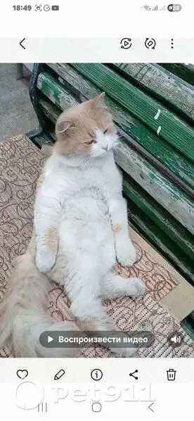 Пропала кошка, Лагерный переулок, городской округ Таганрог - рыжая с белыми лапками - photo