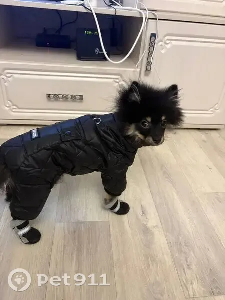 Пропала собака, Ангарская улица, 29, городской округ Липецк - photo