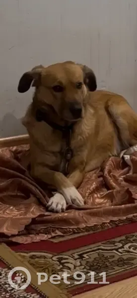 Пропала собака, Коллективная улица, 12, Курск - рыжая с ошейником - photo