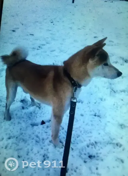 Пропал собака, улица 9-го Января, 121, Краснодар - 15 лет, рыжий - photo