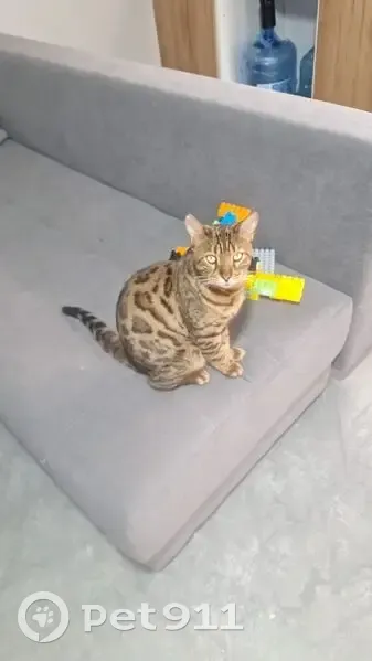 Пропал кот, улица Суворова, 92, Раевская - бенгал с ярким окрасом - photo