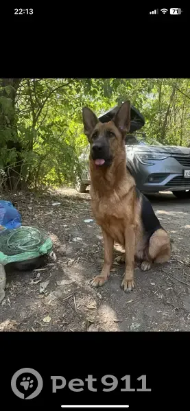 Пропала собака, улица Беляева, 9, Ростов-на-Дону - овчарка рыже-чёрного окраса - photo