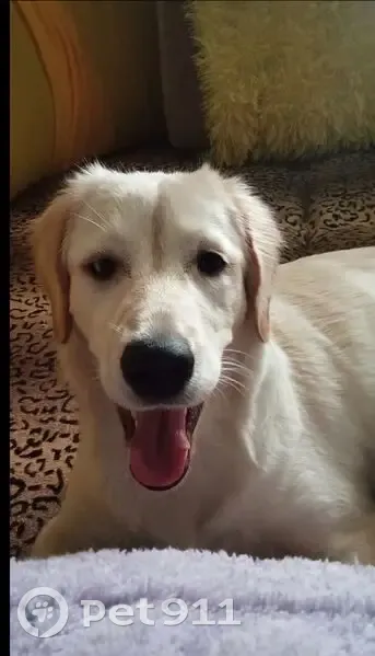 Пропала собака, проспект Победы, Челябинск - золотистая с разными глазами - photo