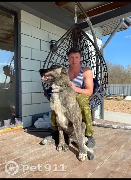 Пропала собака алабай, Новое Брянцево, Тверская область - тигрового окраса - photo