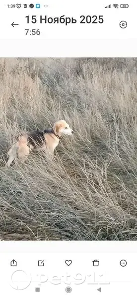 Пропал щенок, Козловское сельское поселение, Карайчевское - был на охоте с взрослой собакой - photo