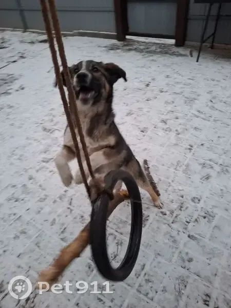 Пропала собака, улица Грибоедова, 55, Тула - бело-рыжая дворянка - photo