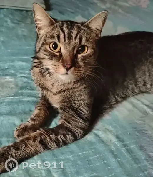 Пропал кот, улица Ленина, 95, Невинномысск - тигровый окрас - photo