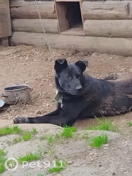 Пропал собака, Коростынь, Новгородская область - чёрный с белой грудью, тёмно-зелёный ошейник - photo