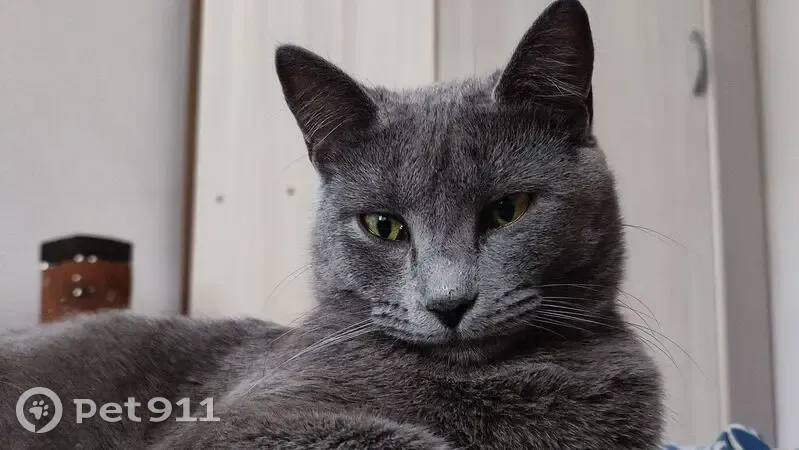 Пропала кошка, улица Чехова, 326, городской округ Таганрог - дымчатая, остерегается чужих - photo