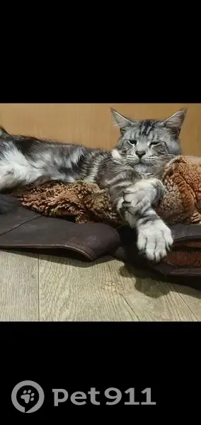 Пропал кот, Северная улица, 45, Хабаровск - серый пушистый - photo