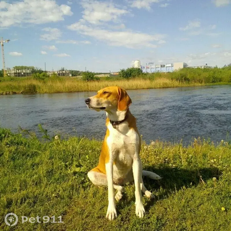 Пропала собака, женский пол, улица Университетская Набережная, Челябинск - русская пегая гончая - photo