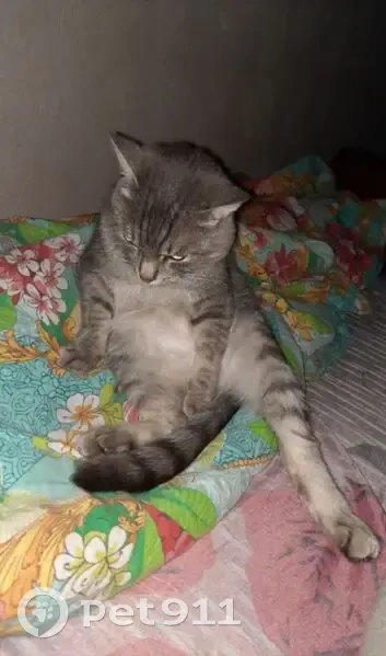 Пропал кот, улица Ильича, 84, Нижний Тагил - худой, с шрамами - photo