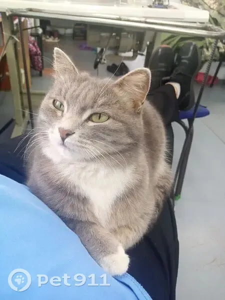 Пропала кошка, улица Черняховского, 7, Хабаровск - отзывается на Мулю, Мусю - photo