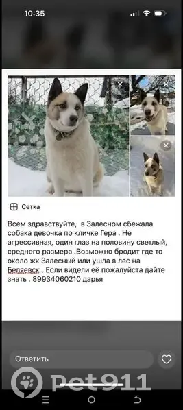 Пропала собака, Залесная улица, Казань - окрас бело-персиковый - photo