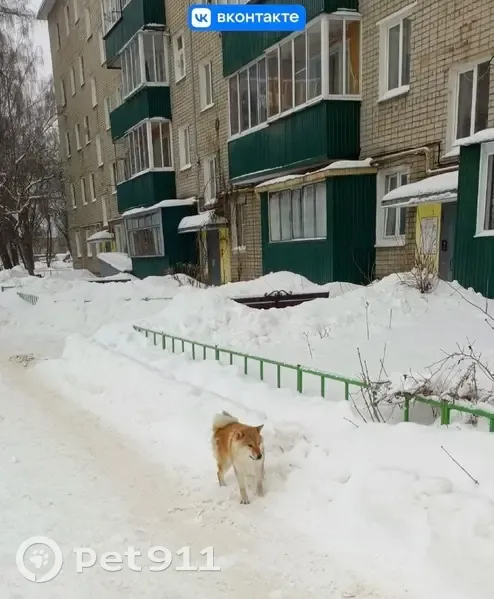 Пропала собака, Опытная улица, городской округ Липецк - мальчик рыжего окраса - photo